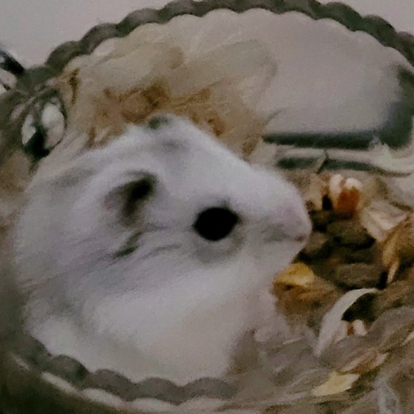 Meet your Posher, Tonia - Picture 1 of 1